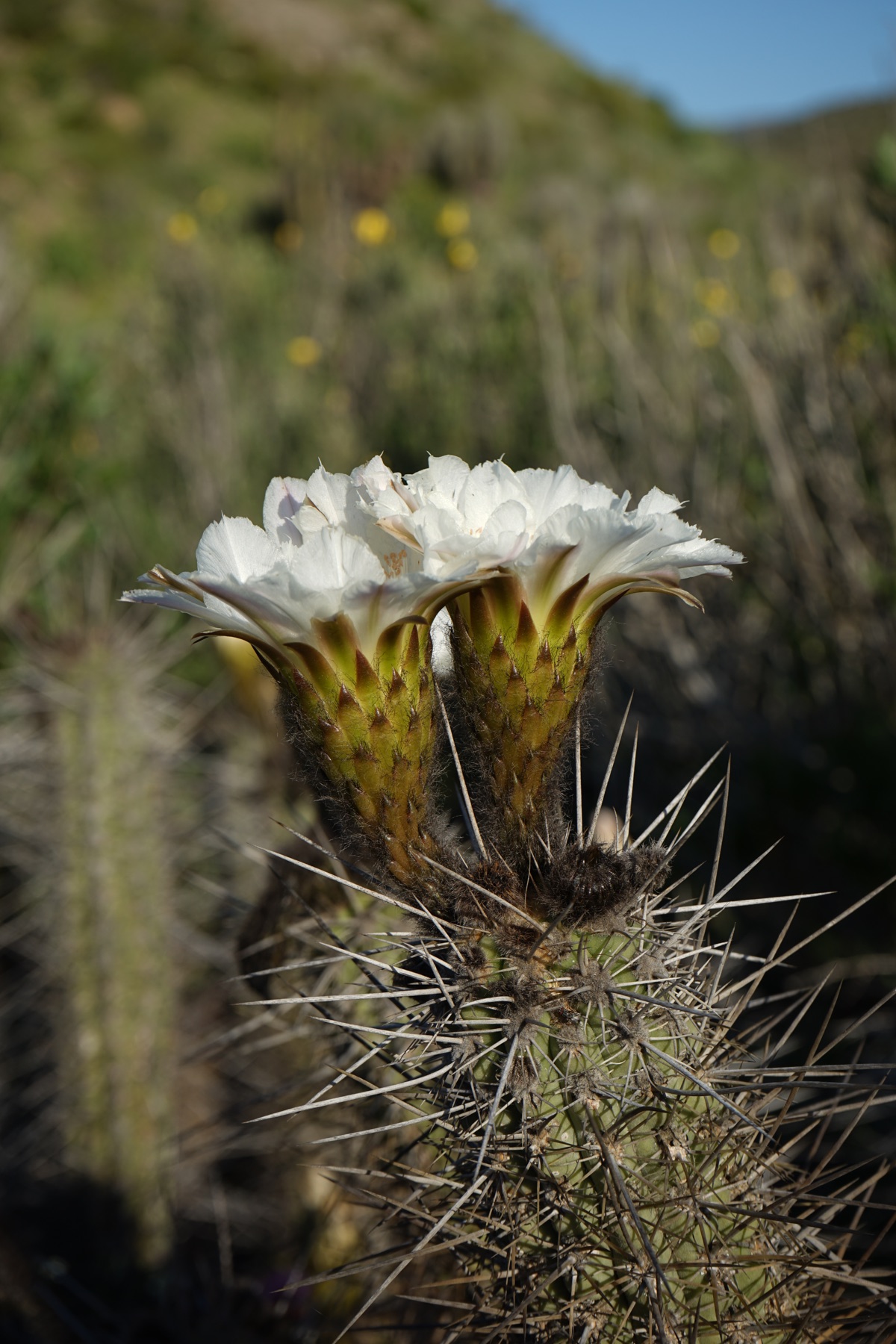 Un cactus espinoso con dos grandes flores blancas abiertas, en medio de la vegetación del desierto florido.