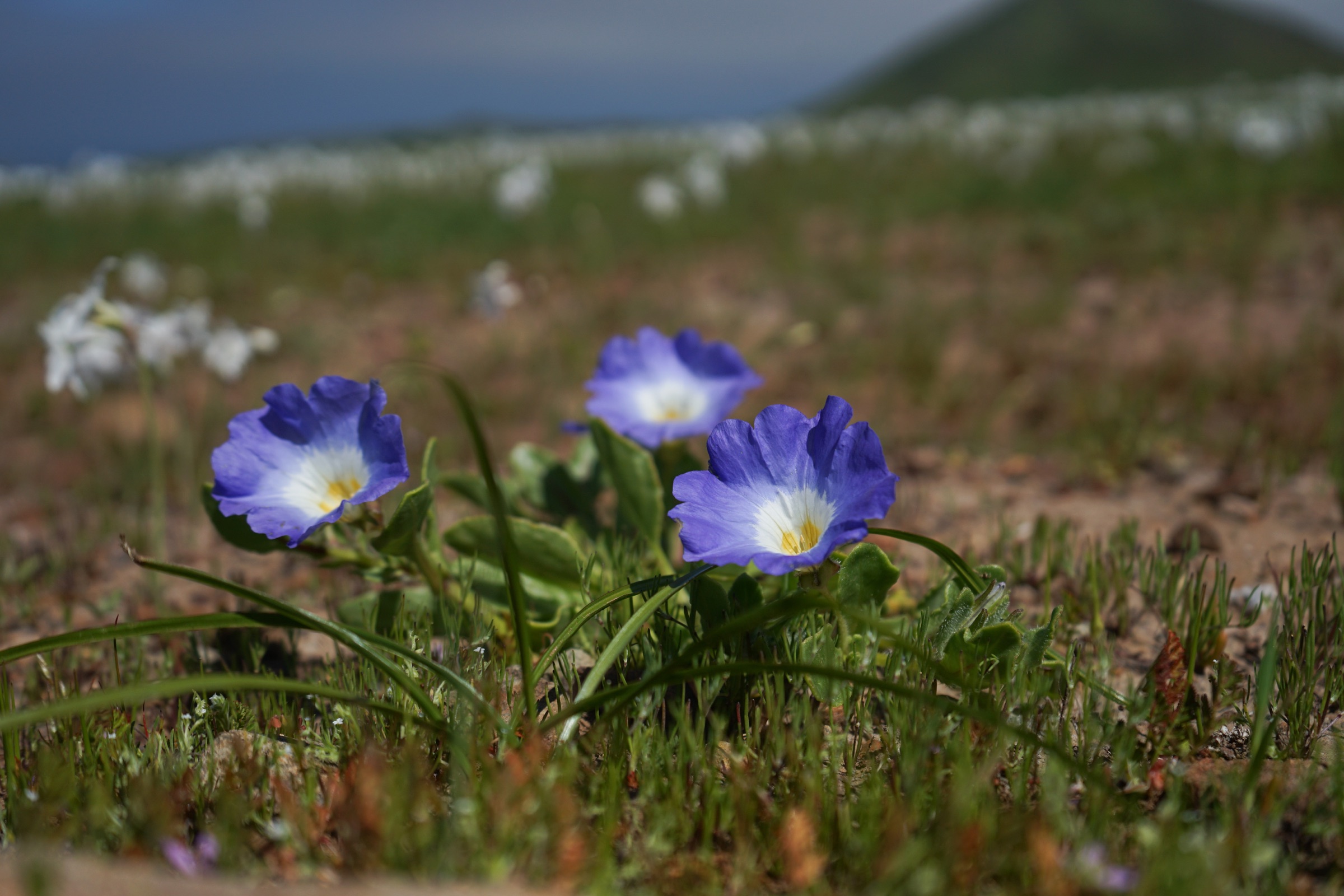 Flores violetas en primer plano y, detrás, un campo cubierto de flores blancas hasta el pie de un cerro.
